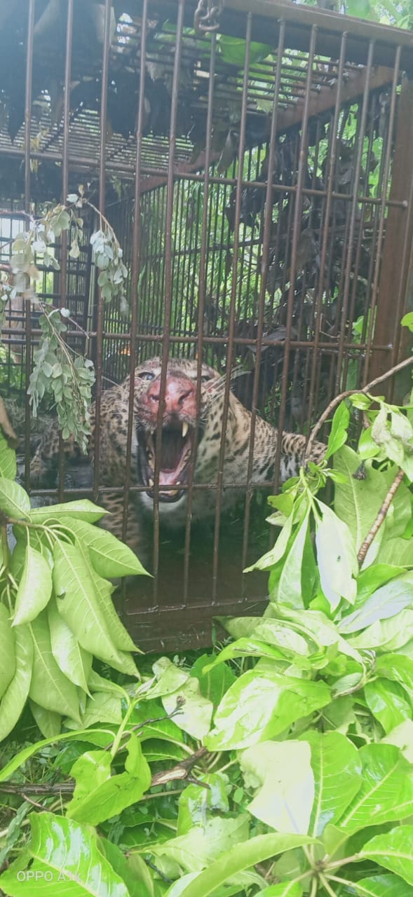Leopard trapped in cage sent to Ranibagh Rescue Center