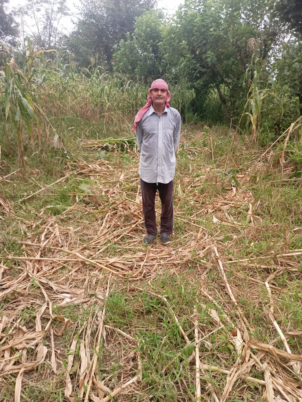 Pigs destroyed maize crop in Nareli, Jhalwani