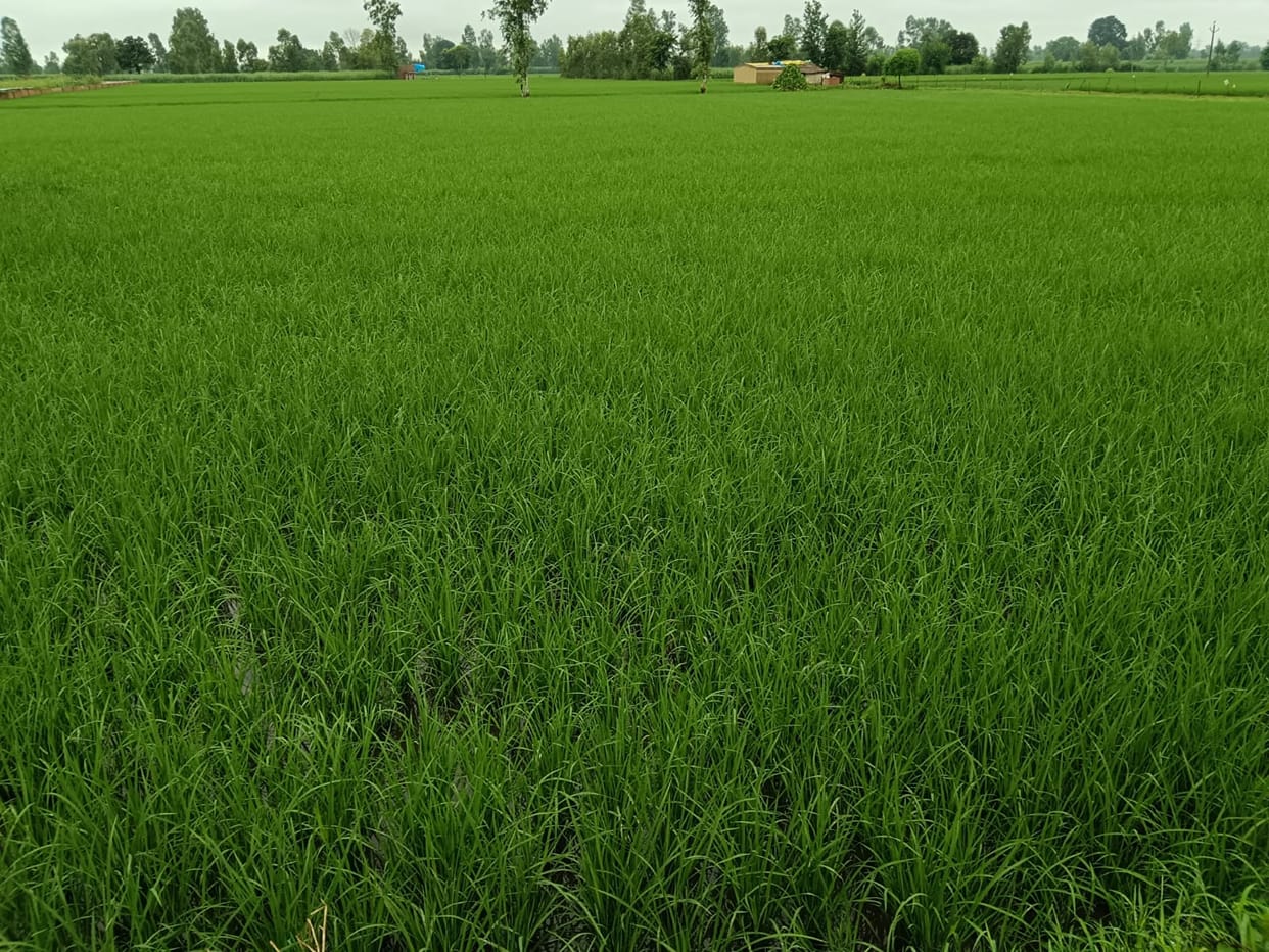 Rain proving boon for sugarcane and paddy crop