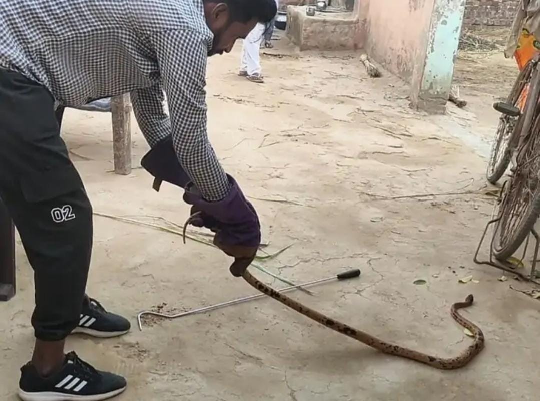 Black headed snake of rare species found in village Sulikheda