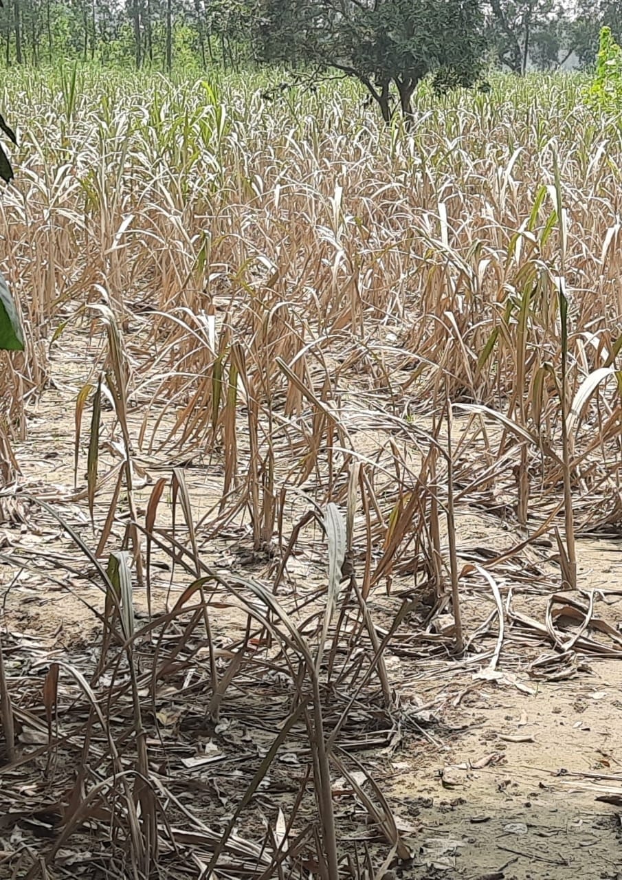 Do not sow sugarcane variety 0238: Sukhveer Singh