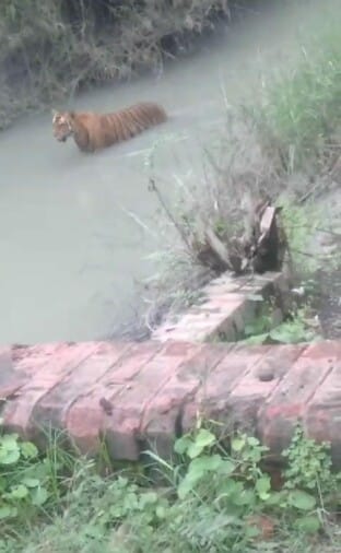 Vanraj got down in the canal after suffering from the heat