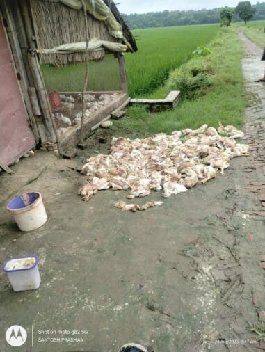 Leopard entered the poultry farm and killed 250 chickens