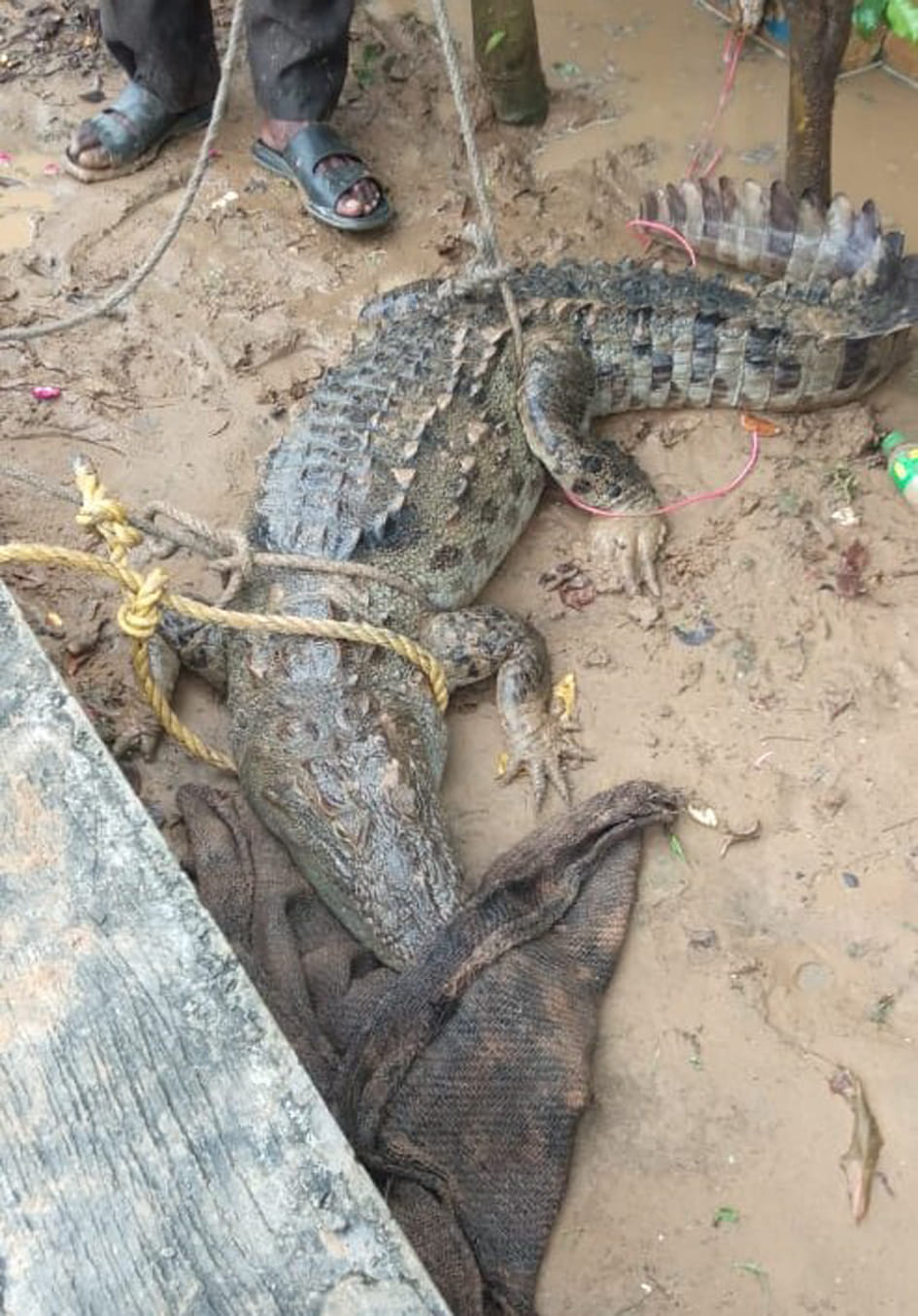 Crocodile entered the premises of petrol pump in village Dhansari