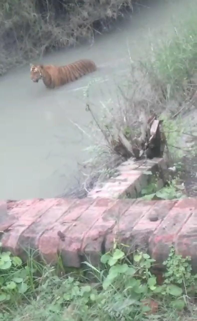 Vanraj got down in the canal after suffering from the heat
