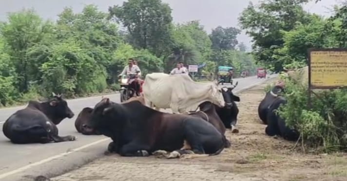 Be careful... keep an eye on the road, destitute cattle roaming around