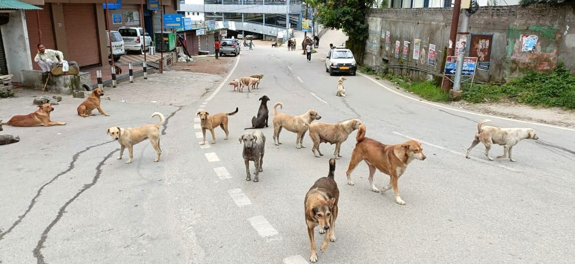 When will the stray dogs be castrated?