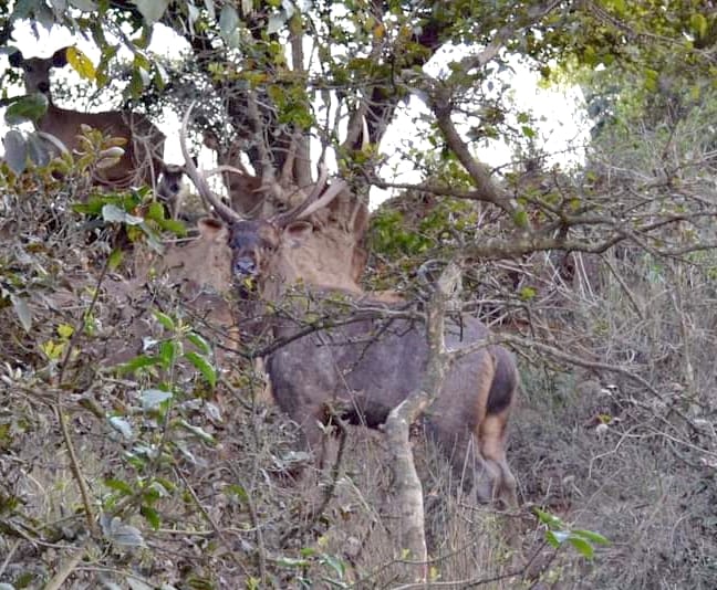 Hastinapur becomes State Wild Life Barasingha Sanctuary