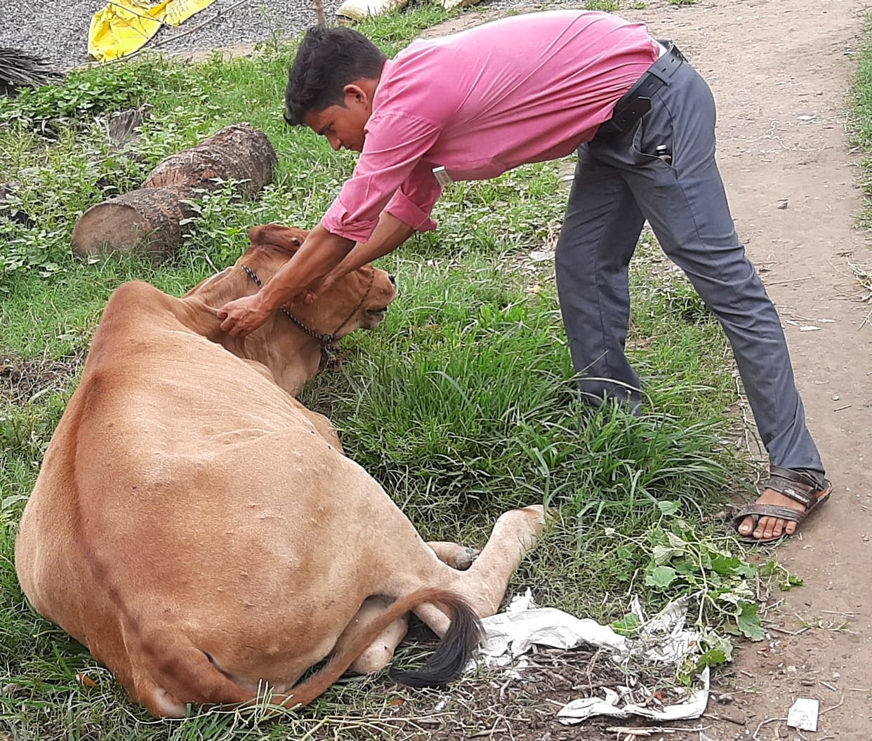 Animals vaccinated to prevent lumpy virus