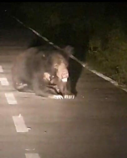 Bear walking with children on bifurcation road