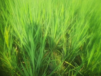 Attack of stem borer, paddy leaves started turning yellow