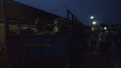 There was no place in the cow shelter, the villagers wandered with animals