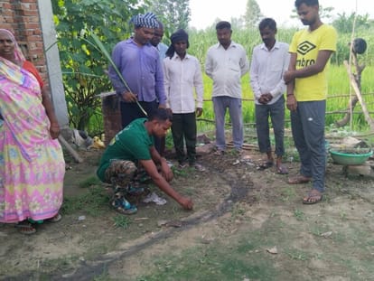 Leopard took away the calf from the house