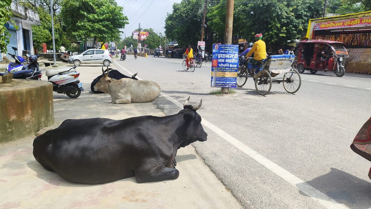 No place in the shelter center, free animals roaming on the road, passers by in breath