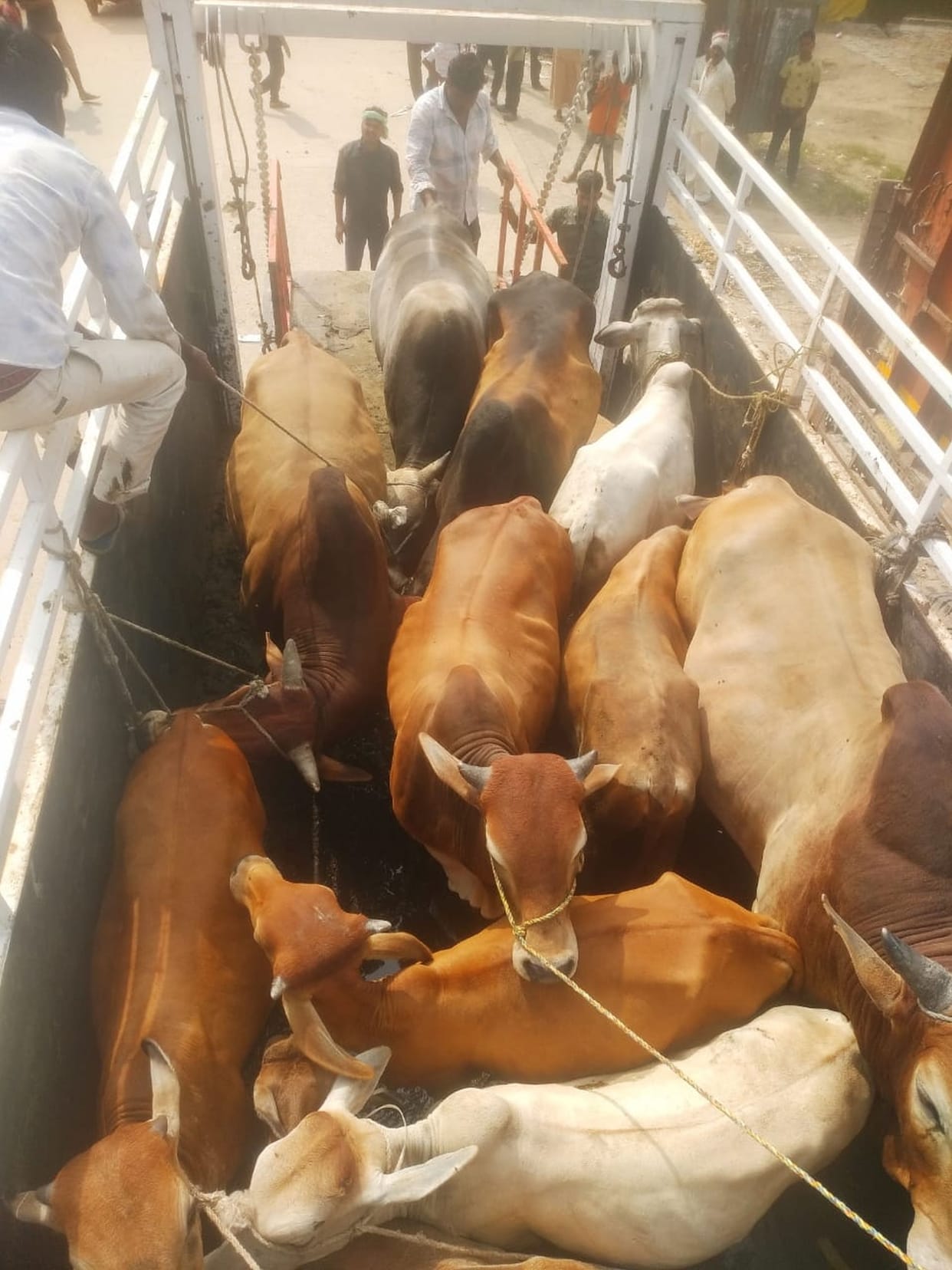 Campaign to send abandoned cattle to cow shelter center started