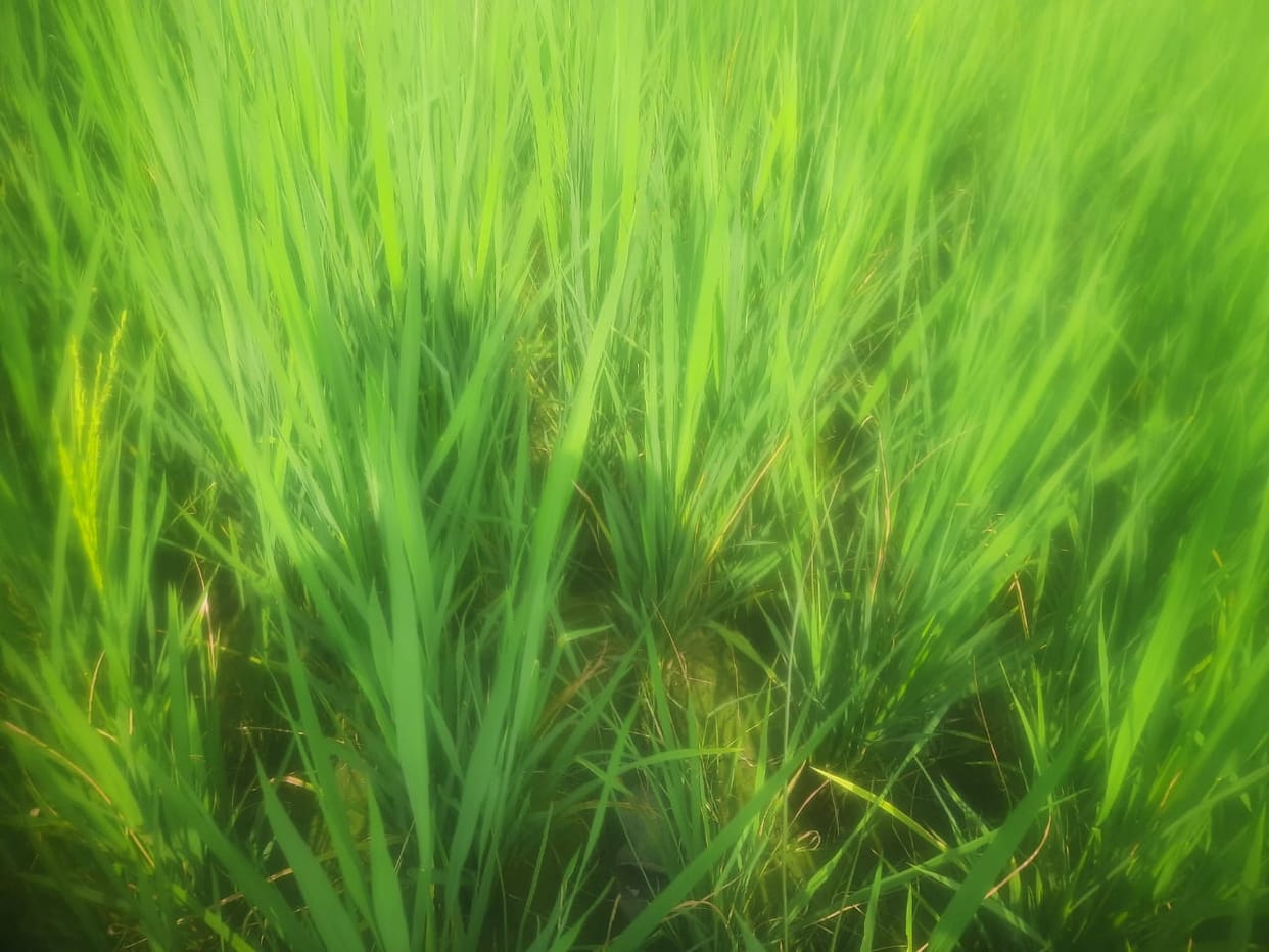 Attack of stem borer, paddy leaves started turning yellow