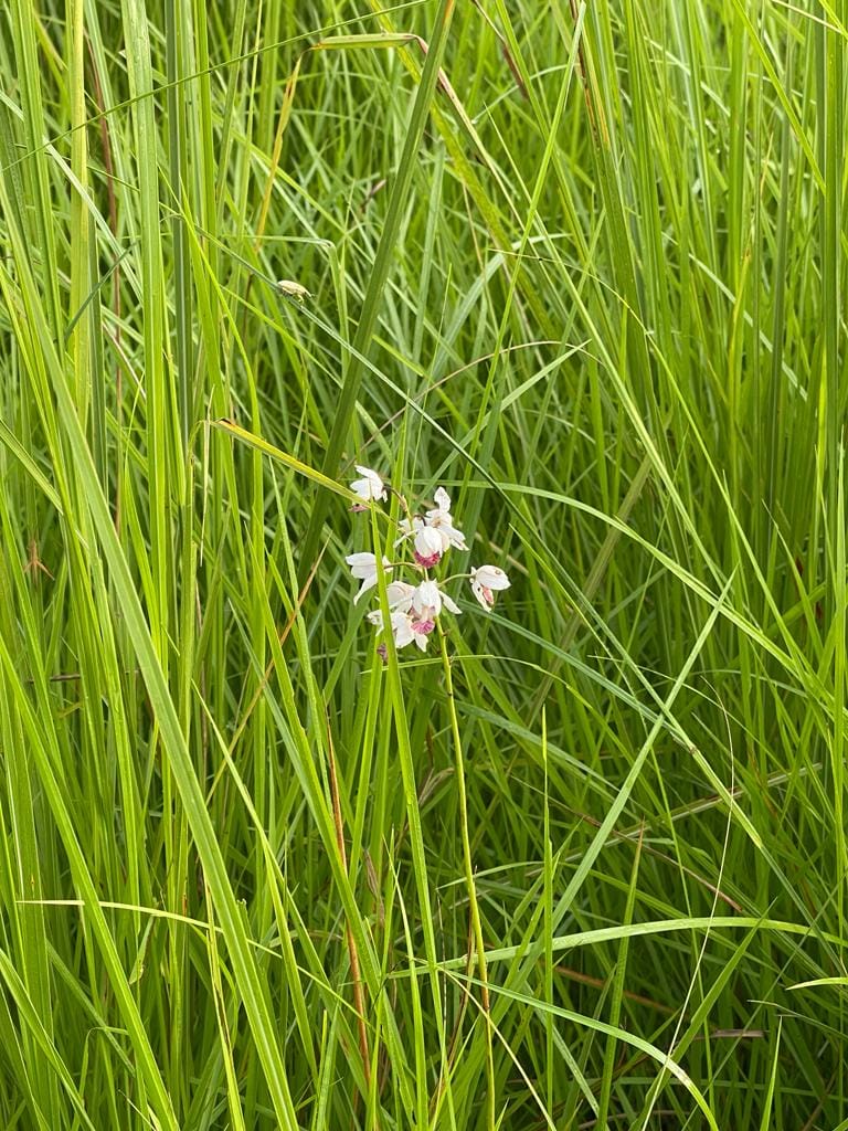 Ground orchid plant got special status in Dudhwa Tiger Reserve