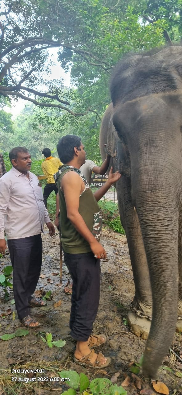 Elephants of Dudhwa returned from Bijnor after successful campaign