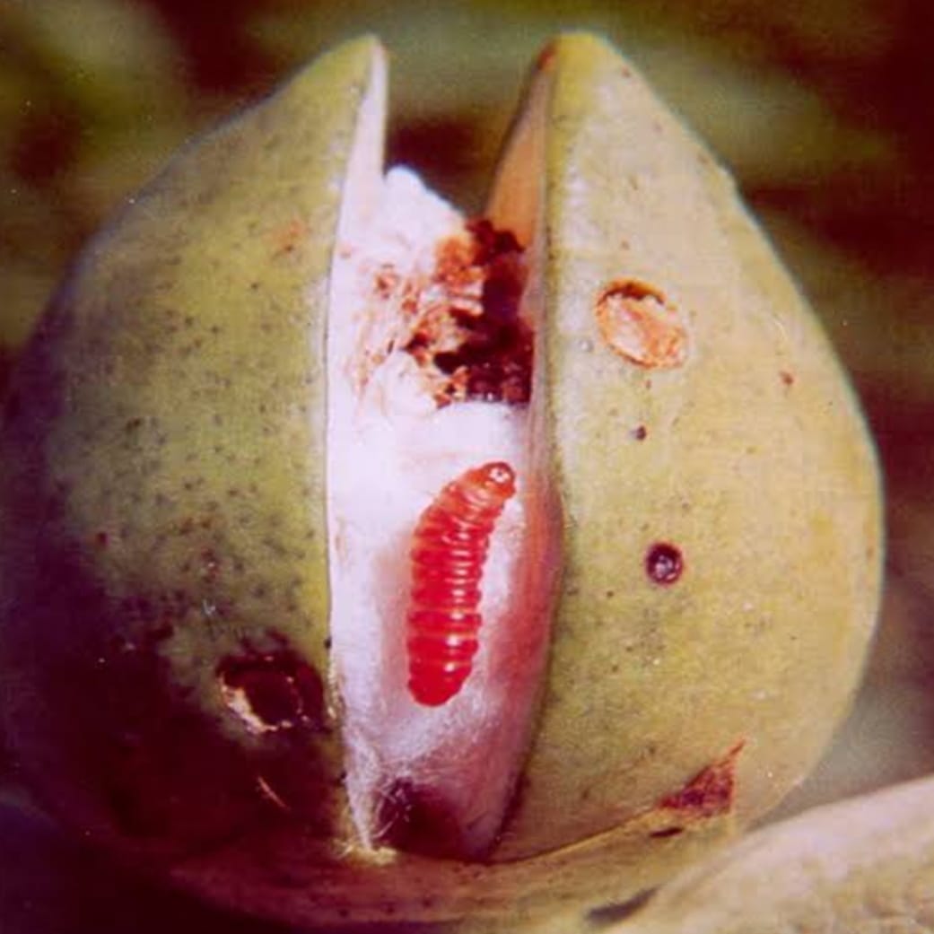 Cotton crop may be affected by pink bollworm in September