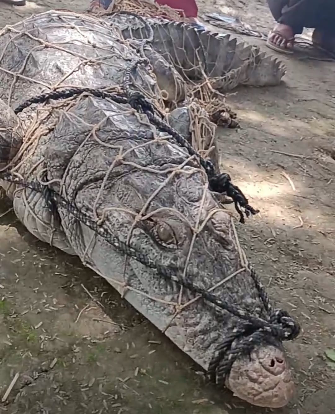 Seven feet long crocodile caught from the pond of Udarsi