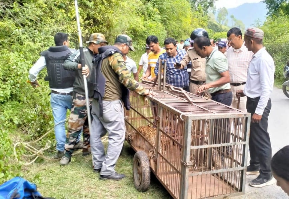 Leopard trapped in wire fence in Jakh area