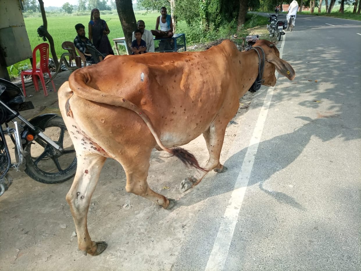 Lumpy virus knocked, one animal died, more than two hundred infected