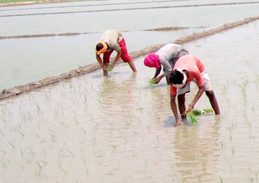 Kharif crop procurement schedule not released, procurement will be done in 40 mandis