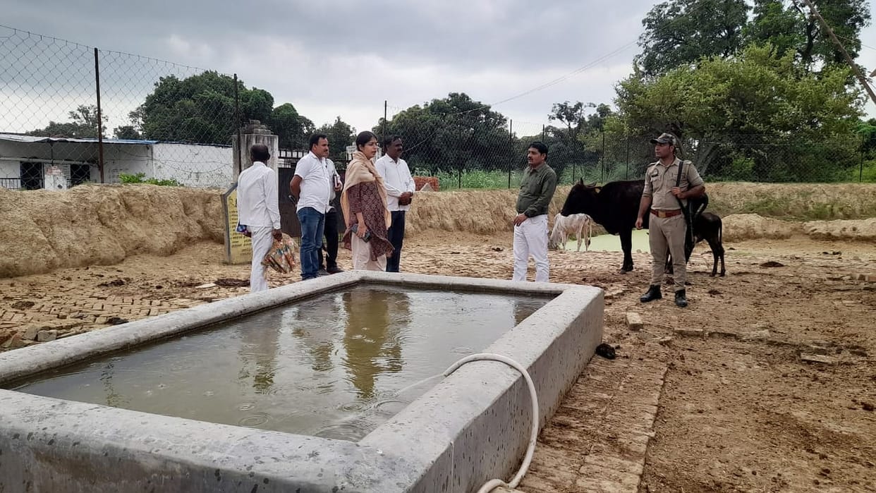 Answer sought for non-ear tagging of cattle