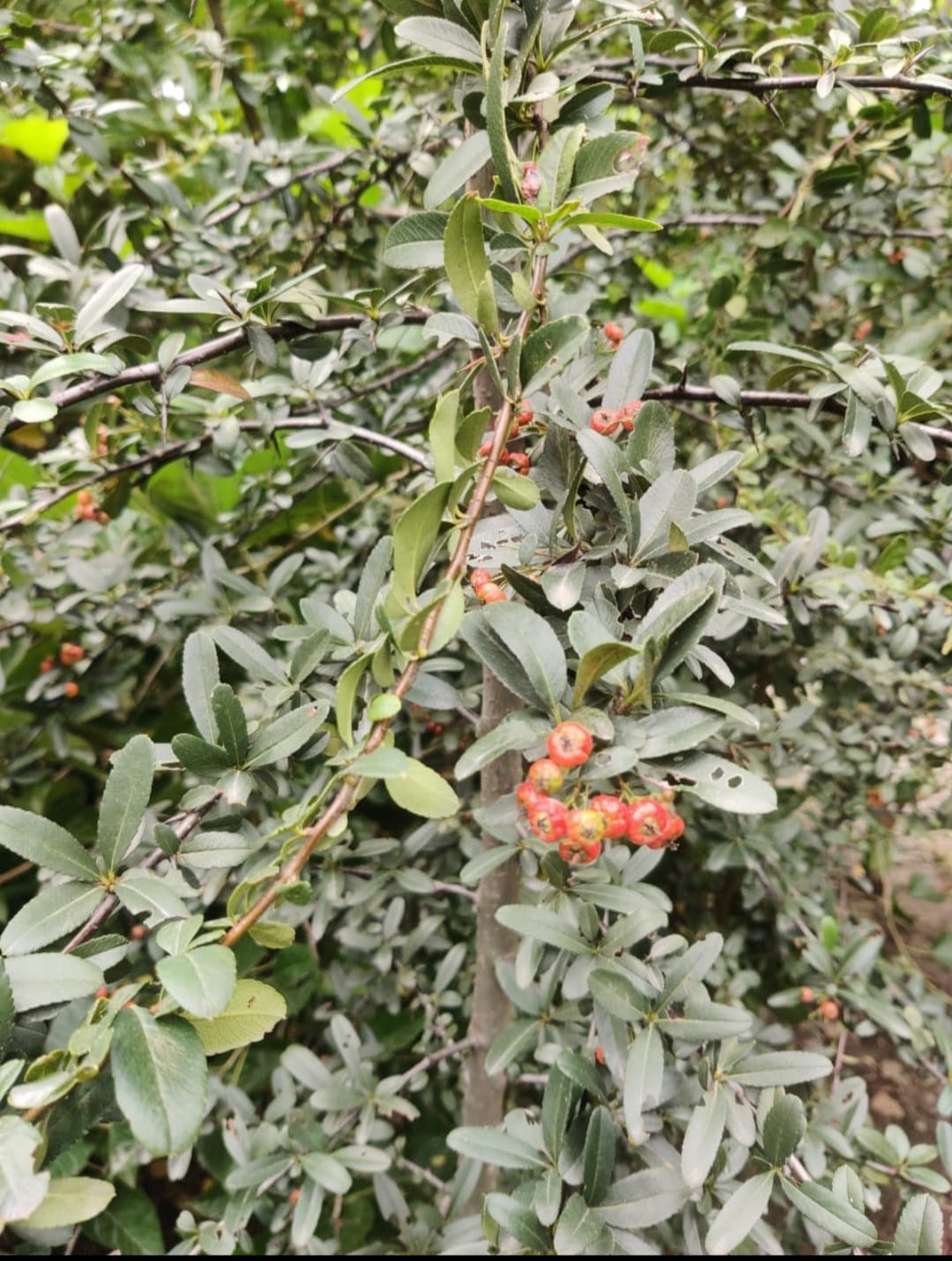 Ghingharu growing in the mountain gave fruits in the Terai