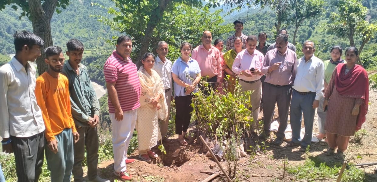 tree plantion programme organised in dado devriya panchyat