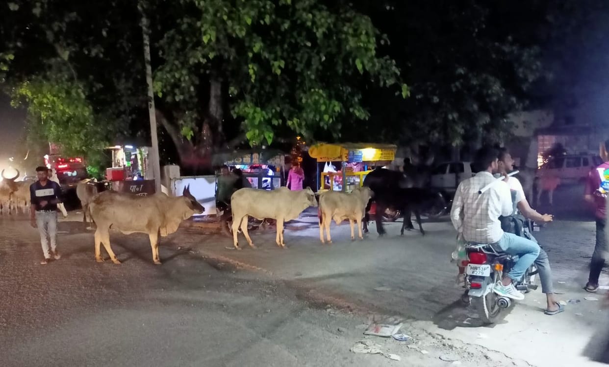 Support of families snatching destitute cattle