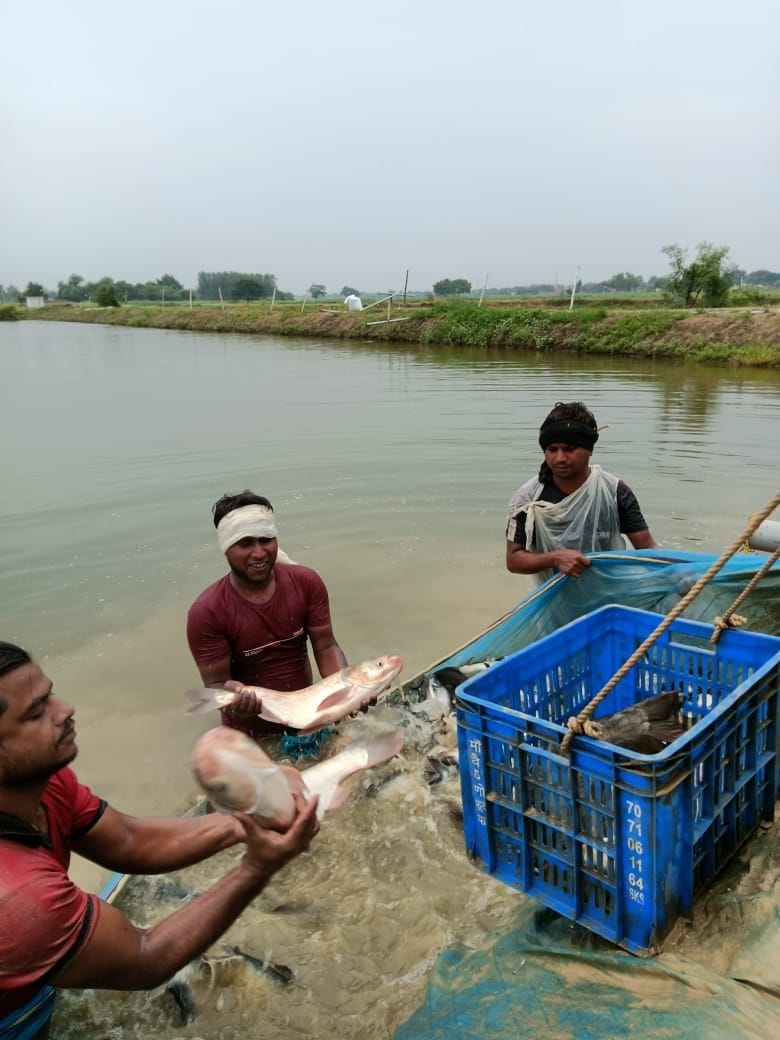 The price of fish doubles as soon as it crosses the border