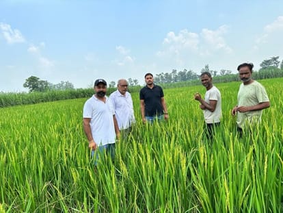 Agriculture department team saw paddy crop destroyed by rats
