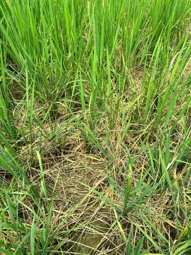 Rats ruining the paddy crop when the water filled in the fields dries up