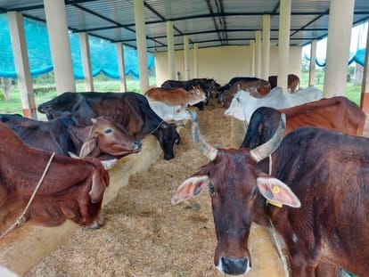 The secretaries did not ask for the budget for the whole year, animals kept dying of hunger in cow shelters