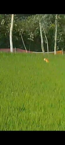 The tiger reached the paddy field, the farmer saved his life by climbing the scaffolding
