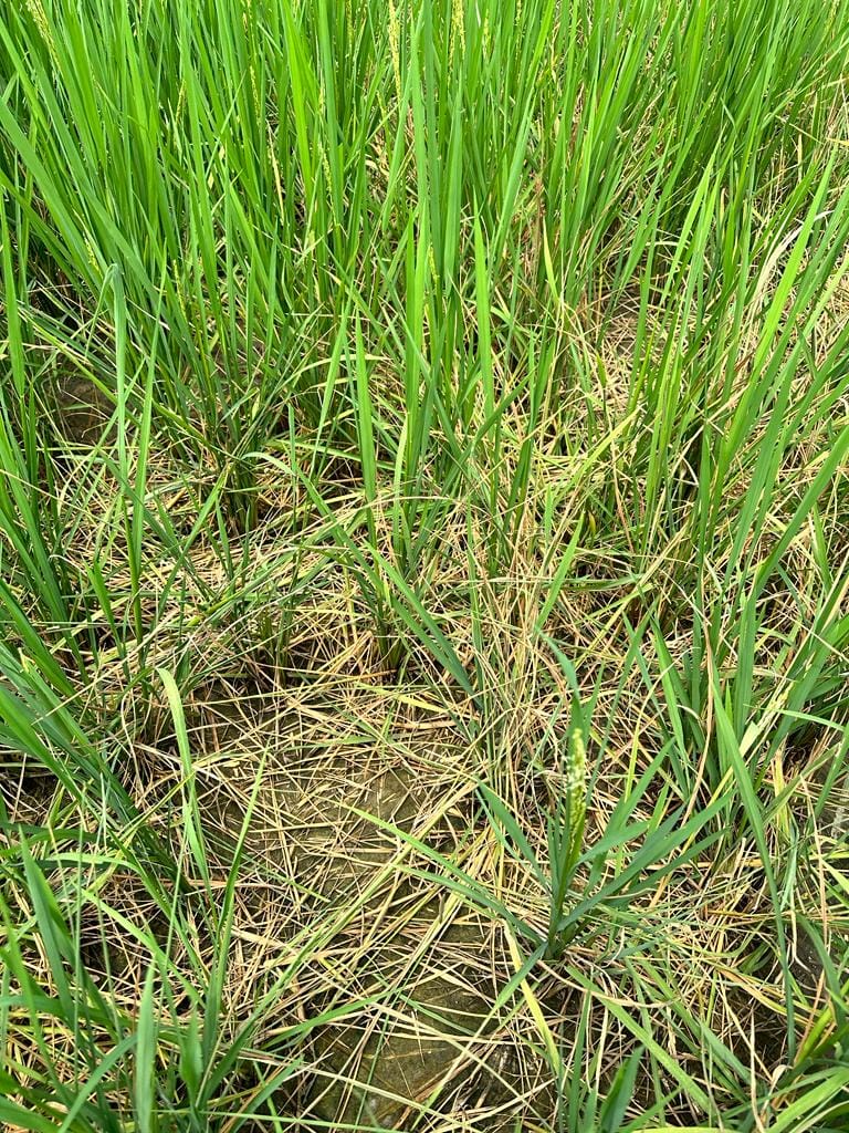 Rats ruining the paddy crop when the water filled in the fields dries up