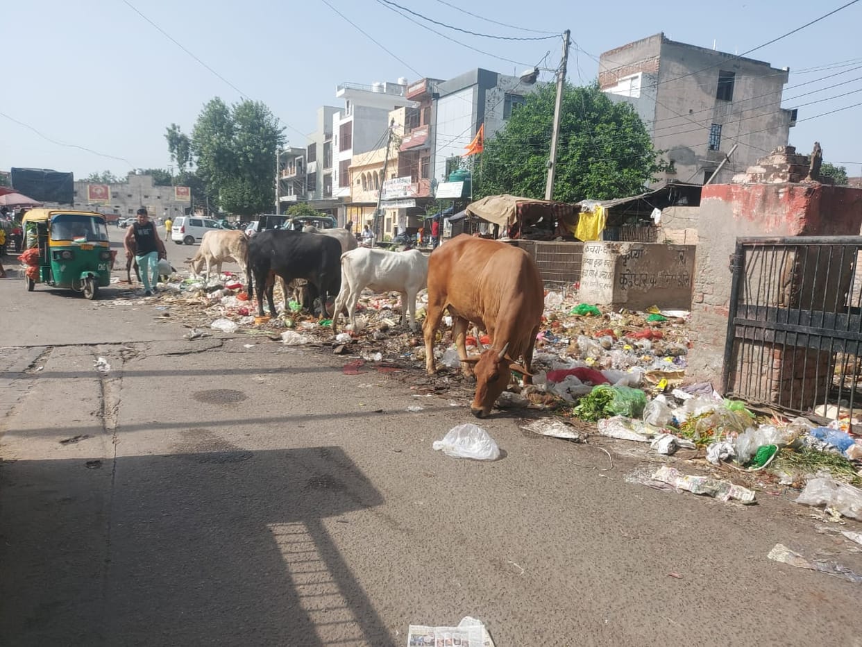 Destitute cattle wandering on Sohna garbage heap