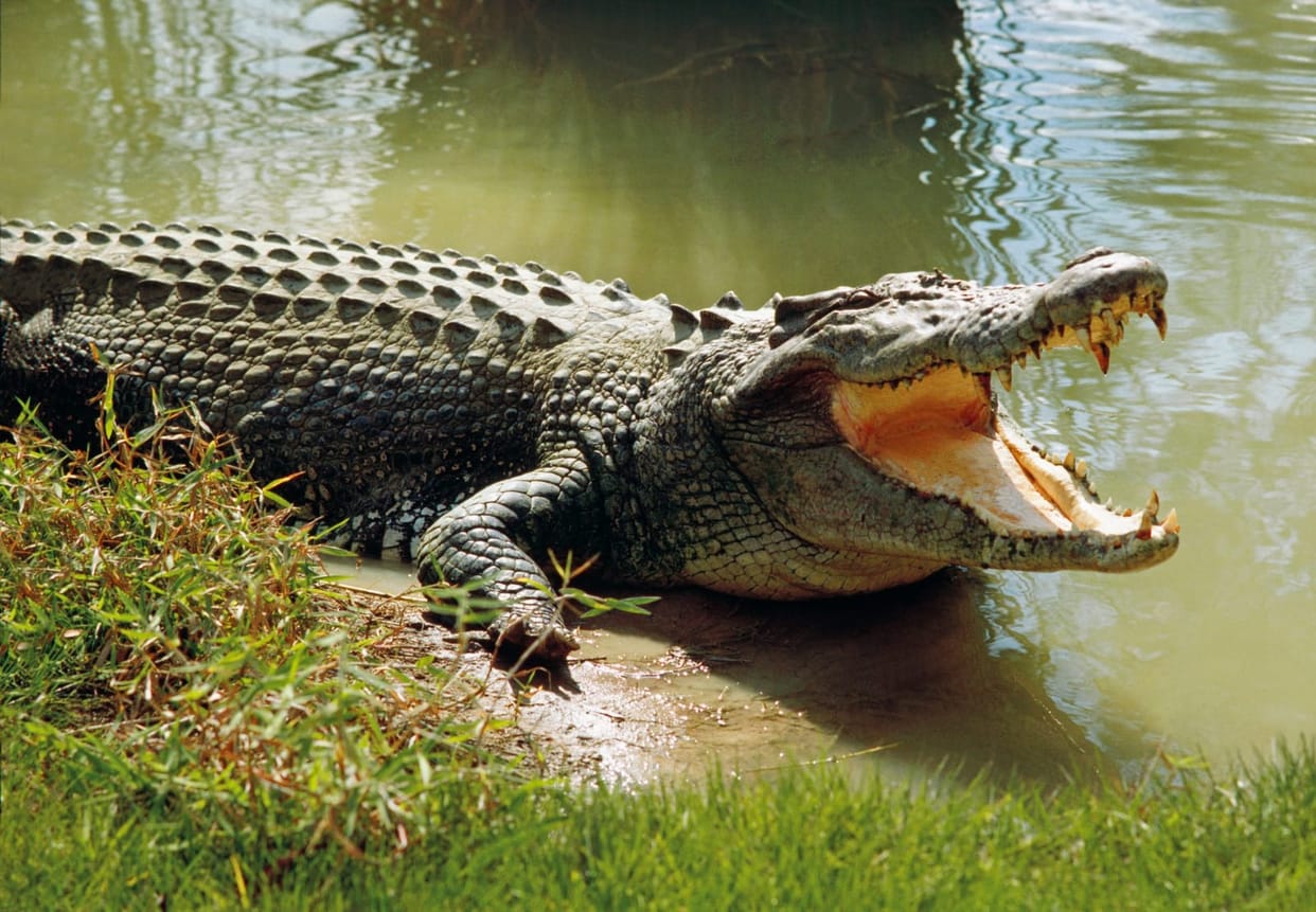 Crocodiles reached ponds near villages in Lakhimpur kheri