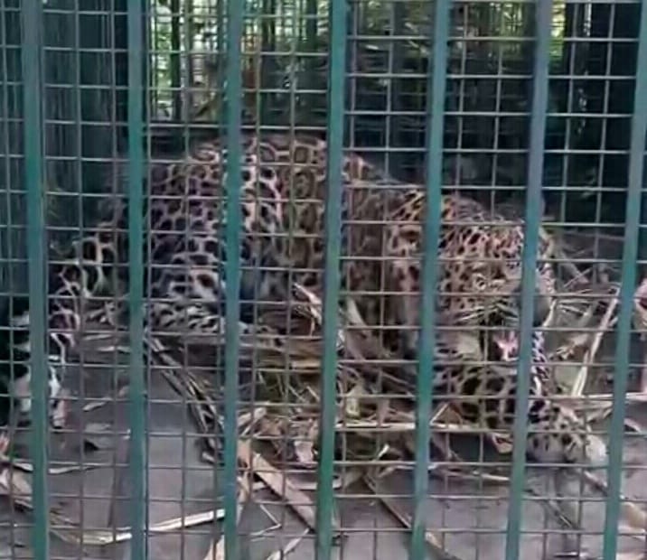 Two henchmen trapped in cage in Bijnor district