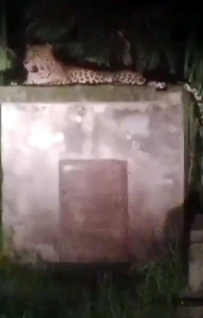 Leopard seen resting on the roof of tubewell room