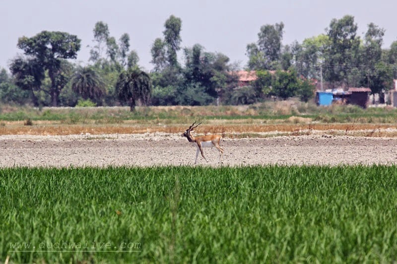 There is a family of black buck in the district, not in the records of the forest department.