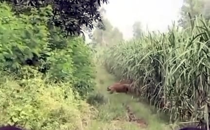 Leaving Guldar, the forest department is looking for a goat thief
