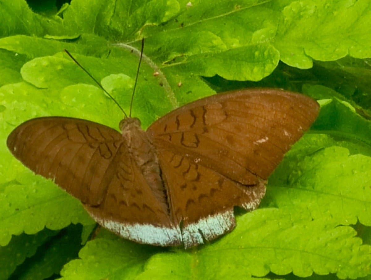 rare Butterfly in askot range
