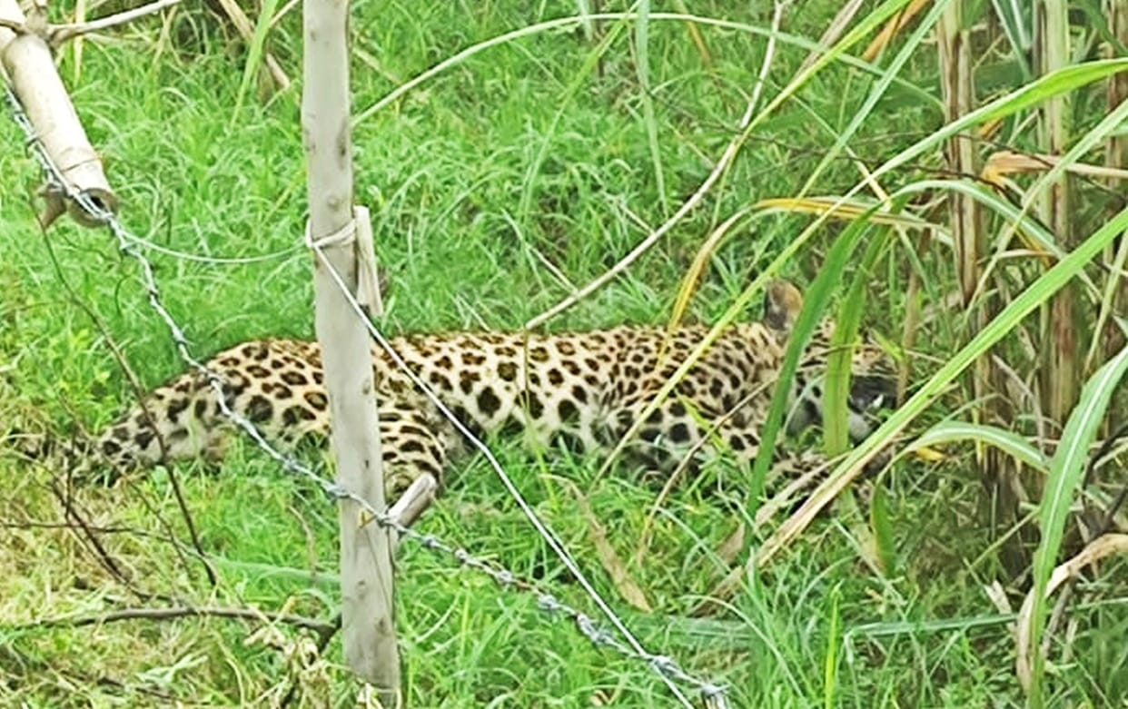 Leopard caught from sugarcane field, died after an hour