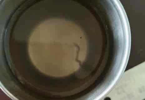 People angry when insects come with water in tap