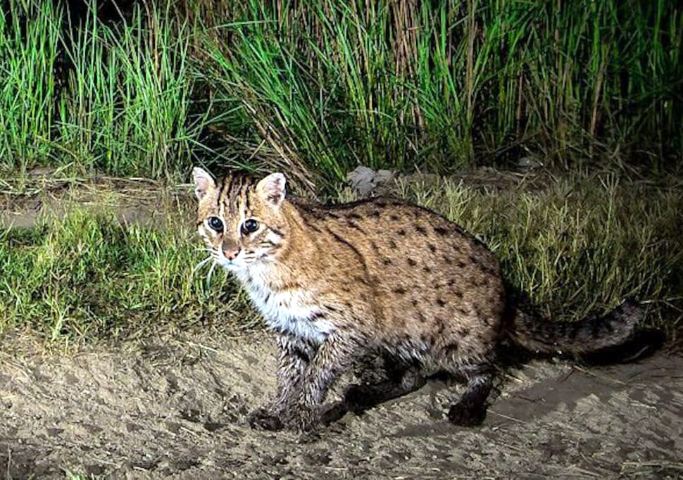 Rare fishing cat seen in Rehad forests