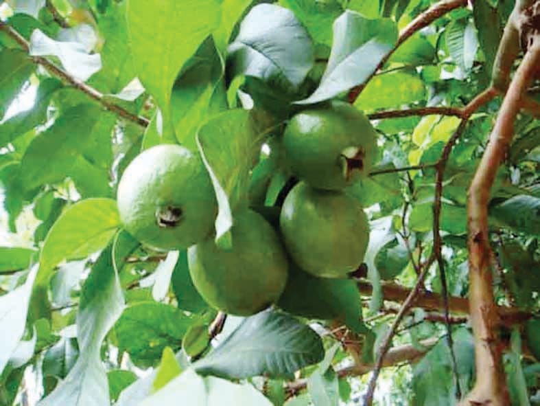 Along with horticulture, subsidy will also be available on vegetables, agriculture department has prepared a proposal.