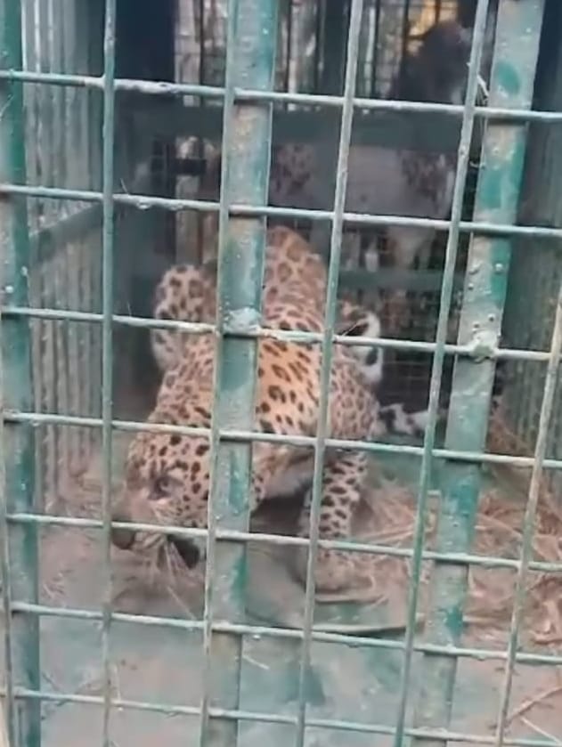 Guldar was seen trapped in a cage near village Lalpur for two months.