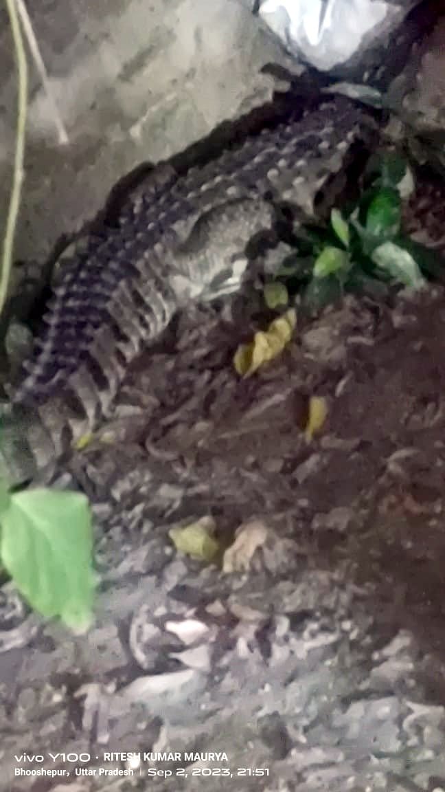 crocodile sitting under the bed